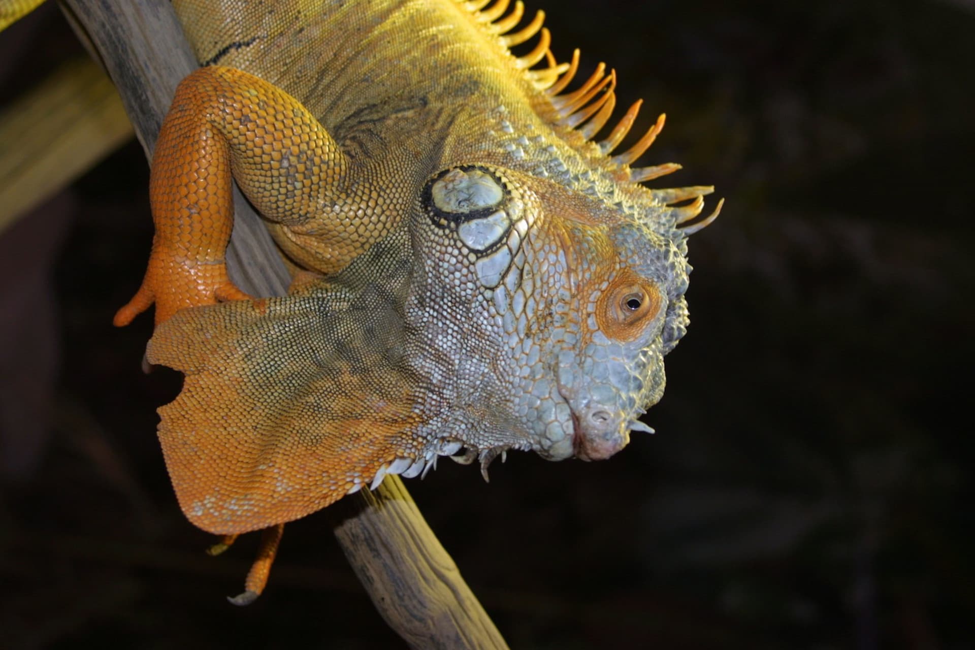 Alligator Bay Ticket - image 6